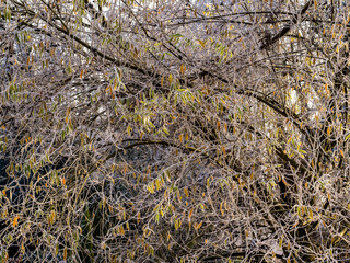 Hoar-covered leaves and branches of tree in winter