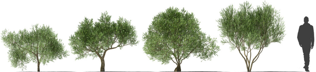 olive tree mediterranean plant hq cutout tree arch viz - 561093633