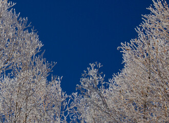Frosty Branches and Sky