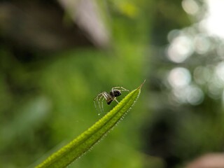 small spider on a green stalk of grass