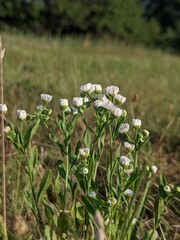 wild  white flowers in the forest