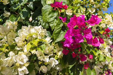 White and pink bougainvillea flowers with green leaves in sunlight