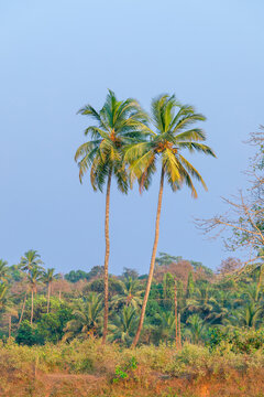 On a beautiful sunny day, a lovely coconut palm tree, backdrop.