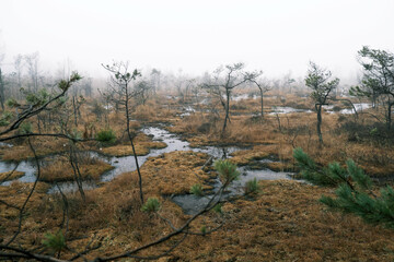 A foggy landscape with a swamp that looks like the Mesozoic