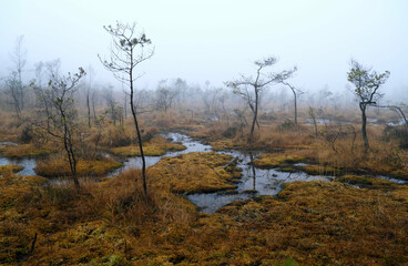 A foggy landscape with a swamp that looks like the Mesozoic