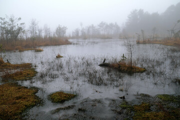 Frozen landscape with lake and swamp