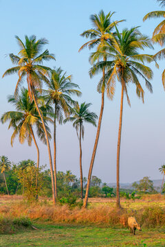 On a beautiful sunny day, a lovely coconut palm tree, backdrop.