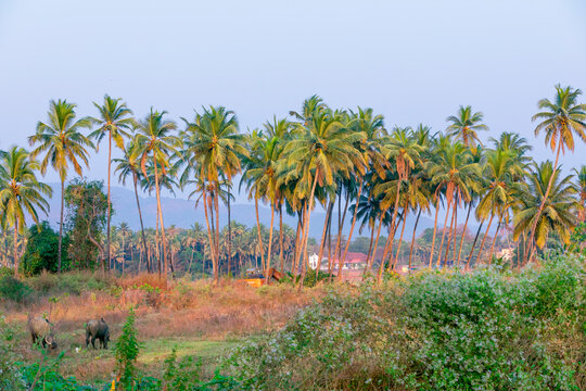 On a beautiful sunny day, a lovely coconut palm tree, backdrop.