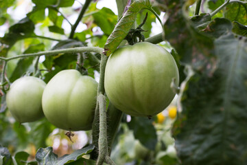unripe tomatoes in organic garden. Eco-friendly natural products, rich fruit harvest. Close up macro