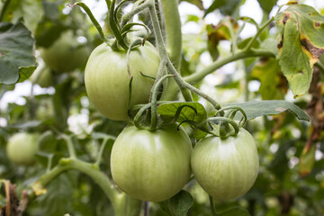 unripe tomatoes in organic garden. Eco-friendly natural products, rich fruit harvest. Close up macro