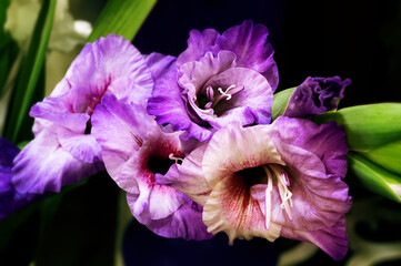 Purple flowers of gladioli, on a dark background. Bouquet, romance, nature