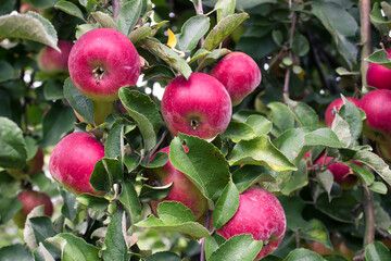Apple tree.Fresh red juicy apple on a tree in a garden on a blurred background of greenery. Eco-friendly natural products, rich fruit harvest. Copy space for your text. Selective focus. Close up macro