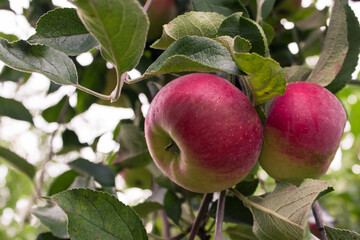 Apple tree.Fresh red juicy apple on a tree in a garden on a blurred background of greenery. Eco-friendly natural products, rich fruit harvest. Copy space for your text. Selective focus. Close up macro