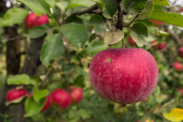 Apple tree.Fresh red juicy apple on a tree in a garden on a blurred background of greenery. Eco-friendly natural products, rich fruit harvest. Copy space for your text. Selective focus. Close up macro