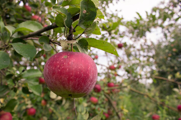 Apple tree.Fresh red juicy apple on a tree in a garden on a blurred background of greenery. Eco-friendly natural products, rich fruit harvest. Copy space for your text. Selective focus. Close up macro