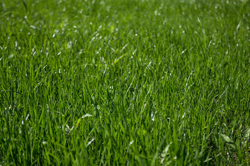 Abstract nature background of fresh green grass
