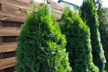 Green hedge of thuja trees in the courtyard of the house. Thuja twig, evergreen Thuja occidentalis also known as arborvitaesas arborvitaes or cedar. Landscape design concept