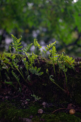 Obraz premium Young fern sprouts sprouted among the moss