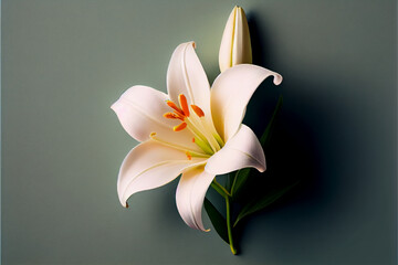 Single Lily Flower on solid blue background