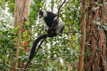 Black-and-white ruffed lemur - Varecia variegata - in their natural habitat, holding a tree, looking to side, blurred green forest background