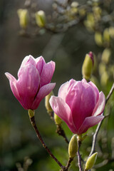 Blossoming pink flowers on a magnolia tree in the garden