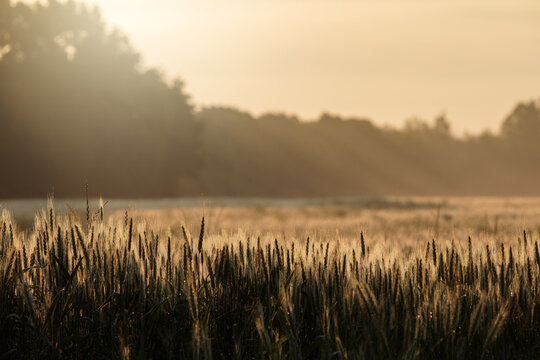 mist over the field
