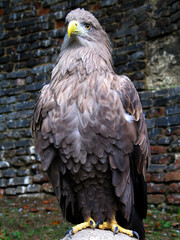 White-tailed eagle (Haliaeetus albicilla)