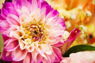 pink dahlia flower on a blurred background. Valentine's Day, love