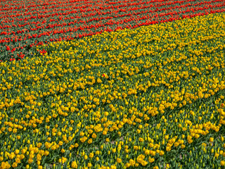 Flowers field in Holland