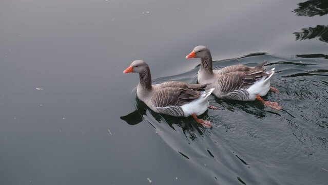 4k v&iacute;deo de gansos nadando tranquilamente en el r&iacute;o vista desde arriba