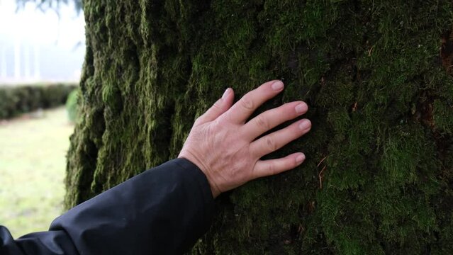 4k v&iacute;deo. Slow motion de persona tocando el tronco de un &aacute;rbol