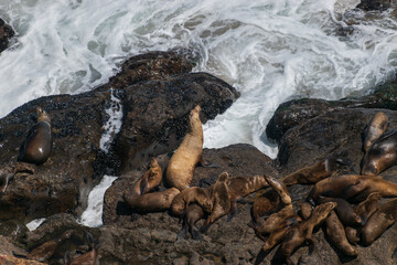 Malibu, California, Point Dume Seals
