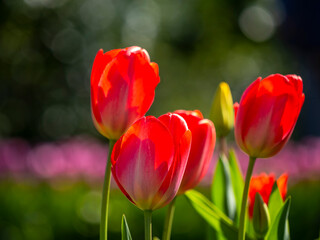 Springtime flowers