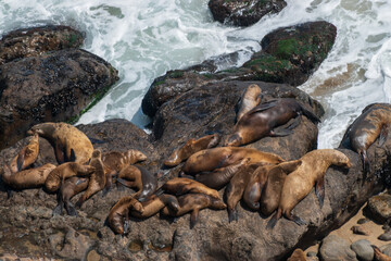 Malibu, California, Point Dume Seals