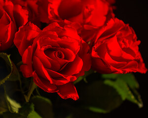 Czerwone róże na czarnym tle © kam8l