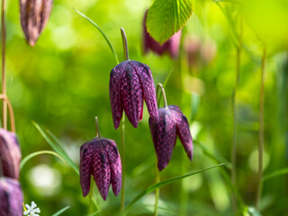 Spring flowers in keukenhof garden, holland