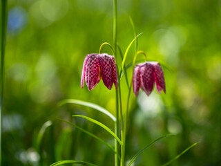 Spring flowers in keukenhof garden, holland