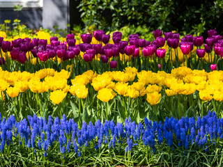 Spring flowers in keukenhof garden, holland