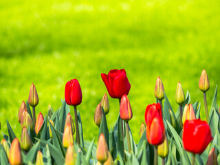 Spring flowers in keukenhof garden, holland