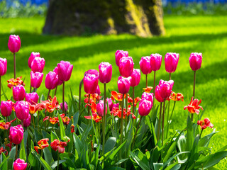 Spring flowers in keukenhof garden, holland
