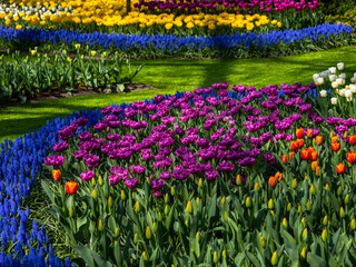Spring flowers in keukenhof garden, holland