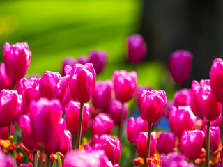 Spring flowers in keukenhof garden, holland