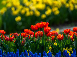 Spring flowers in keukenhof garden, holland