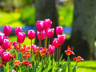 Spring flowers in keukenhof garden, holland