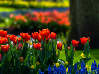 Spring flowers in keukenhof garden, holland