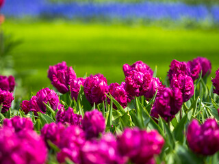Spring flowers in keukenhof garden, holland