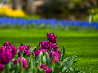 Spring flowers in keukenhof garden, holland