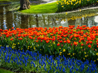 Landscape in Keukenhof garden, Holland