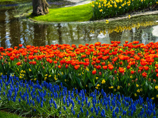 Landscape in Keukenhof garden, Holland