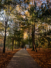 path in autumn park, Leiden, Netherlands